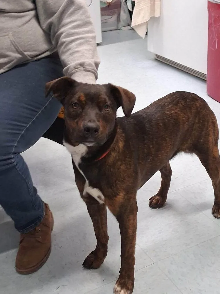 A baby medium-sized female Brindle Terrier dog named Teaberry for adoption in Irwin, PA