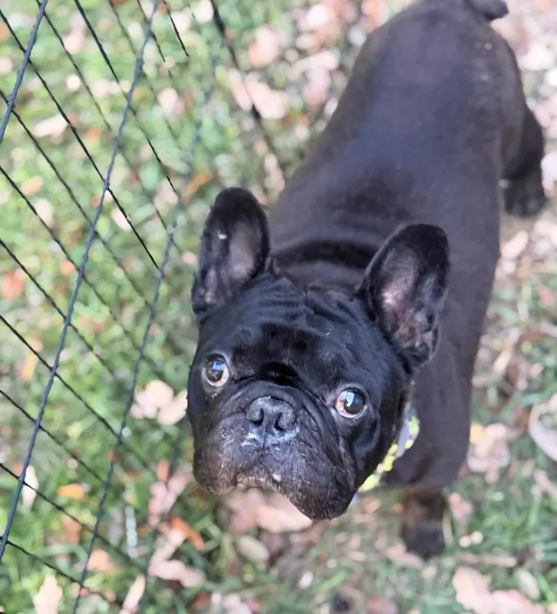 A young small-sized male French Bulldog dog named Bubbles for adoption in Lutz, FL