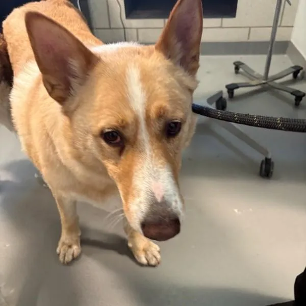 An adult large-sized male Shepherd dog named Achilles for adoption in Des Moines, IA