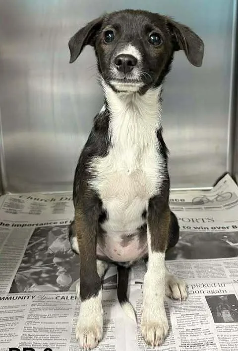 A baby small-sized female Tricolor (Brown, Black, & White) Terrier dog named Alabama Blaze for adoption in Brewster , NY