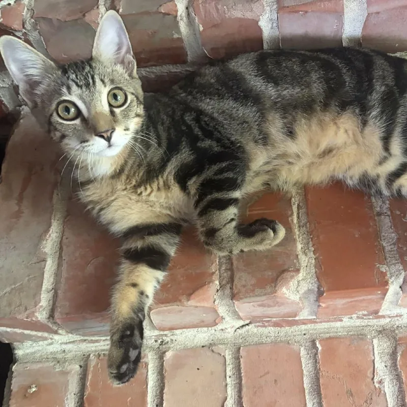 A baby medium-sized male Brown / Chocolate Domestic Short Hair cat named Ken Cosgrove for adoption in Houston, TX