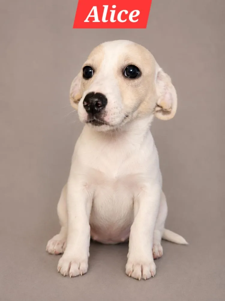 A baby medium-sized female Dachshund dog named Brady Bunch Alice for adoption in Oakland, MI