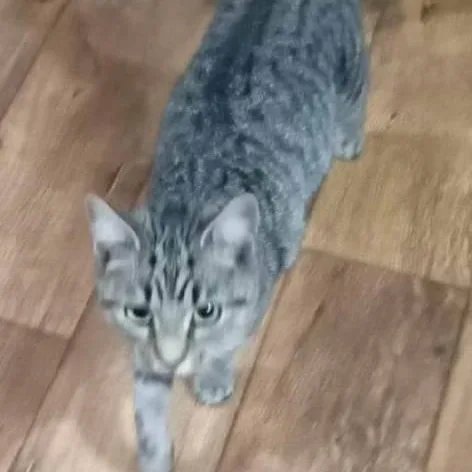 Momma Mia thumbnail 2