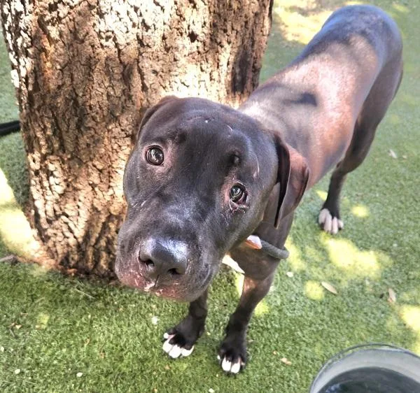 An adult large-sized male Mixed Breed dog named Arlo for adoption in Austin, TX
