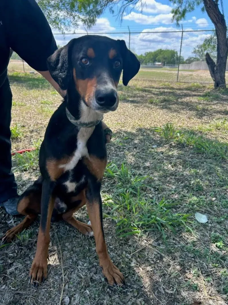 An adult medium-sized male Tricolor (Brown, Black, & White) Doberman Pinscher dog named Rafael for adoption in Fort Collins, CO