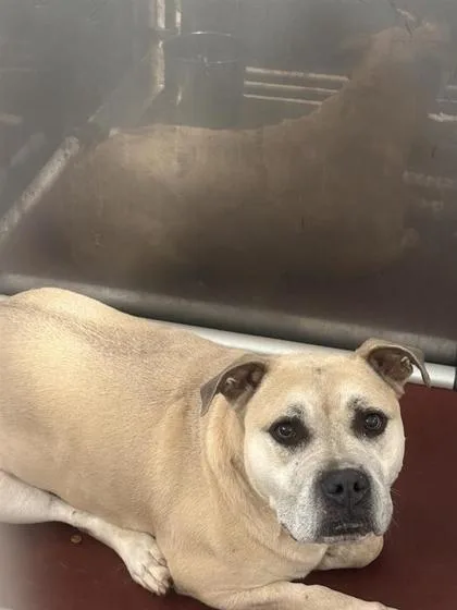 An adult large-sized female Mixed Breed dog named Harper for adoption in West Chester, PA