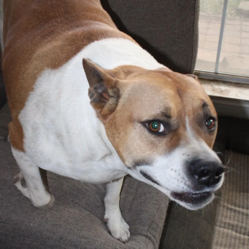 An adult large-sized male Brown / Chocolate Pit Bull Terrier dog named Leo for adoption in Dallas, TX