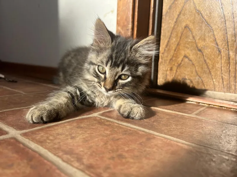 A baby small-sized male Tabby (Gray / Blue / Silver) Domestic Long Hair cat named Timber for adoption in Hollister, CA