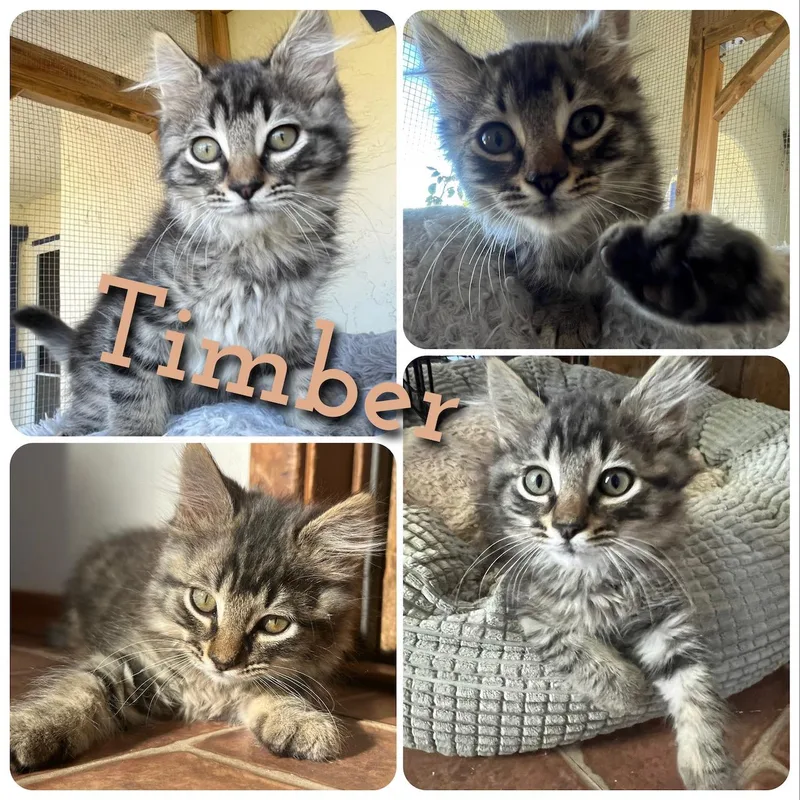 Timber thumbnail 3