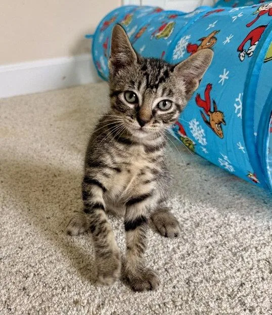 A young medium-sized male Tabby cat named Turnip for adoption in Garner, NC