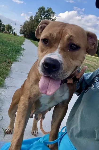 An adult large-sized female Mixed Breed dog named Goodest Girl for adoption in Chamblee, GA