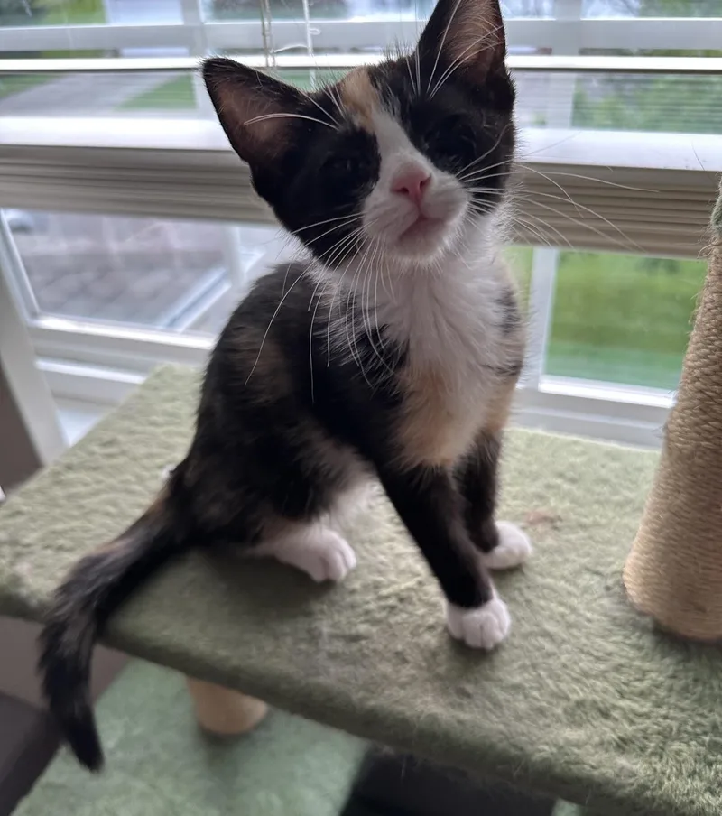 A baby medium-sized female Calico Domestic Short Hair cat named Poppy for adoption in Farmington, MN