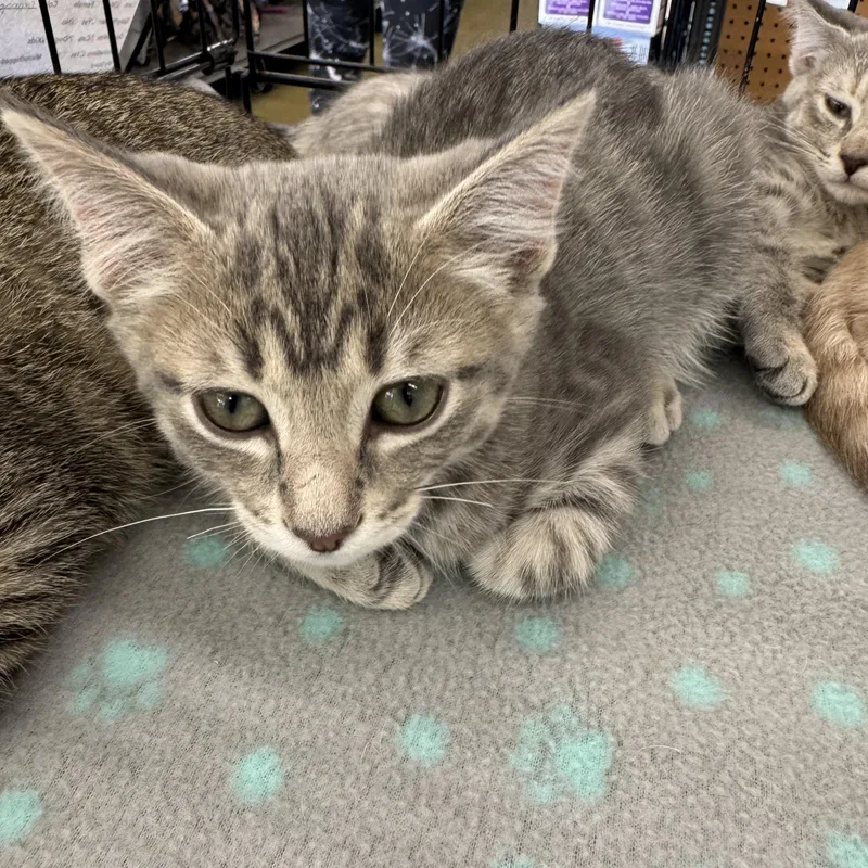 A baby medium-sized male Tabby (Gray / Blue / Silver) Domestic Short Hair cat named Ty for adoption in Easley, SC