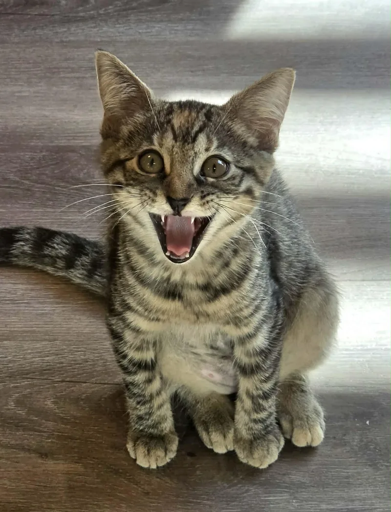 A baby medium-sized female Tabby (Gray / Blue / Silver) Domestic Short Hair cat named Cookie for adoption in San Jose, CA