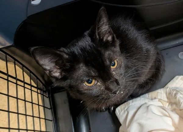 A baby small-sized male Domestic Short Hair cat named Mike for adoption in Escondido, CA