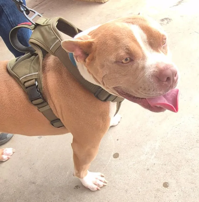 An adult medium-sized male White / Cream American Staffordshire Terrier dog named Chip for adoption in Burleson, TX