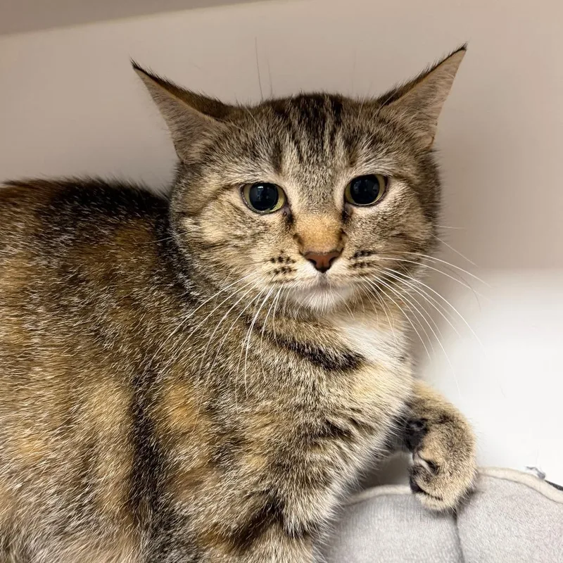 A young small-sized female Brown / Chocolate Domestic Short Hair cat named Nessa for adoption in Stillwater, OK