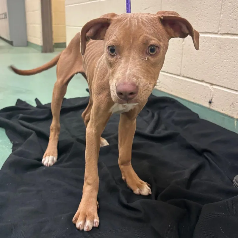 A baby small-sized female Yellow / Tan / Blond / Fawn Mixed Breed dog named Brookie for adoption in Memphis, TN