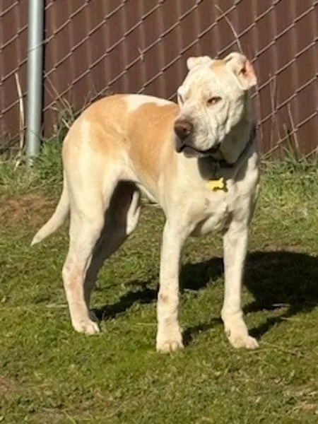 A senior large-sized female Shar-Pei dog named Natasha for adoption in El Cajon, CA