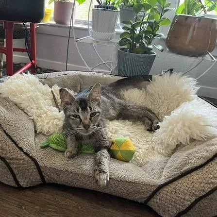 A young medium-sized female Brown / Chocolate Domestic Short Hair cat named Honey Crisp for adoption in Austin, TX