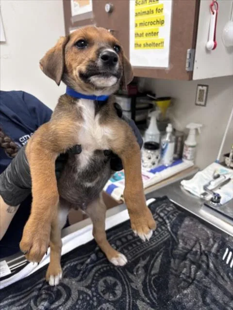 A baby small-sized male German Shepherd Dog dog named Sky Lynx for adoption in Norco, CA