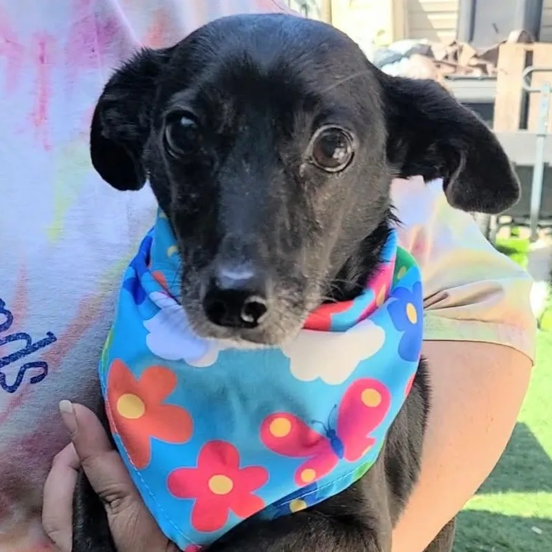 Little Bro thumbnail 3