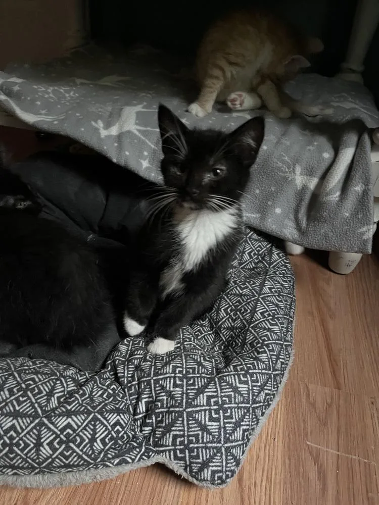 A baby small-sized female Black & White / Tuxedo Domestic Short Hair cat named Melrose for adoption in Jackson, GA