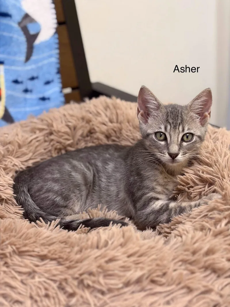 A young medium-sized male Tabby (Gray / Blue / Silver) Domestic Short Hair cat named Asher for adoption in Port Lavaca, TX