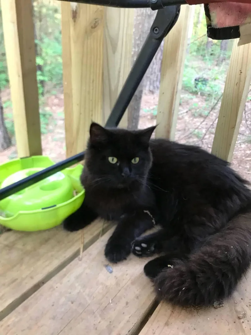 An adult large-sized male Black Domestic Long Hair cat named Merle for adoption in Roanoke, AL