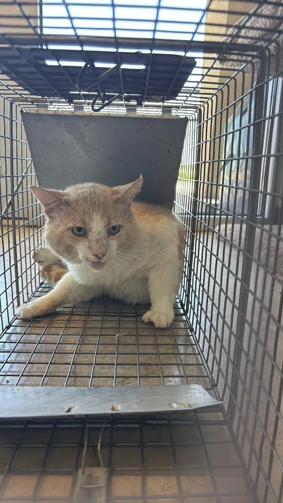 Adam Feral