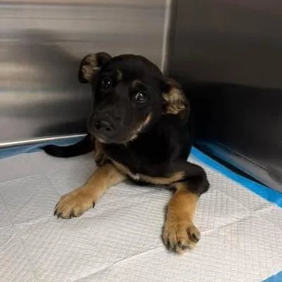 A baby small-sized female Black Shepherd dog named Ella for adoption in Bastrop, TX