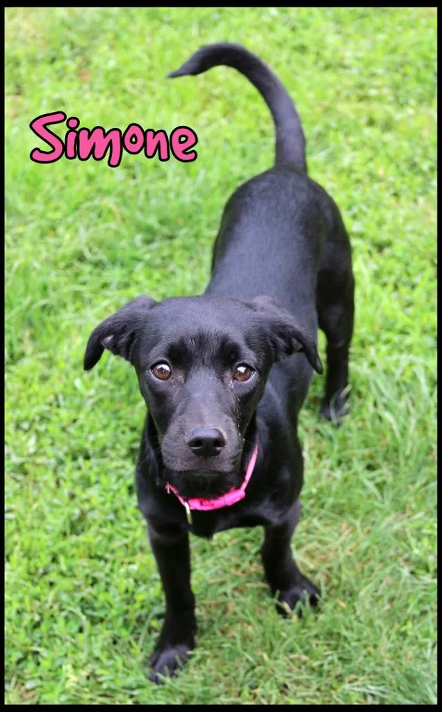 A young medium-sized female Hound dog named Simone for adoption in Shippenville, PA