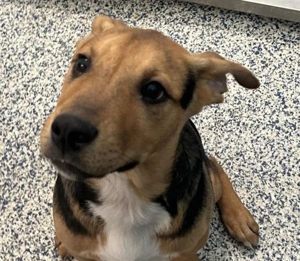 A baby medium-sized male Labrador Retriever dog named Wesley for adoption in Golden, CO