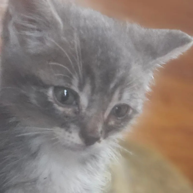 A young small-sized male Gray / Blue / Silver Domestic Medium Hair cat named Grayson for adoption in Valley, AL