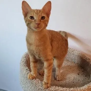 A baby small-sized female Orange / Red Domestic Short Hair cat named Mayo for adoption in Mount Laurel, NJ