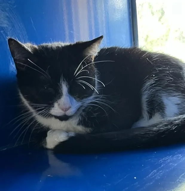 An adult small-sized female Domestic Short Hair cat named Wilma for adoption in Westminster, MD