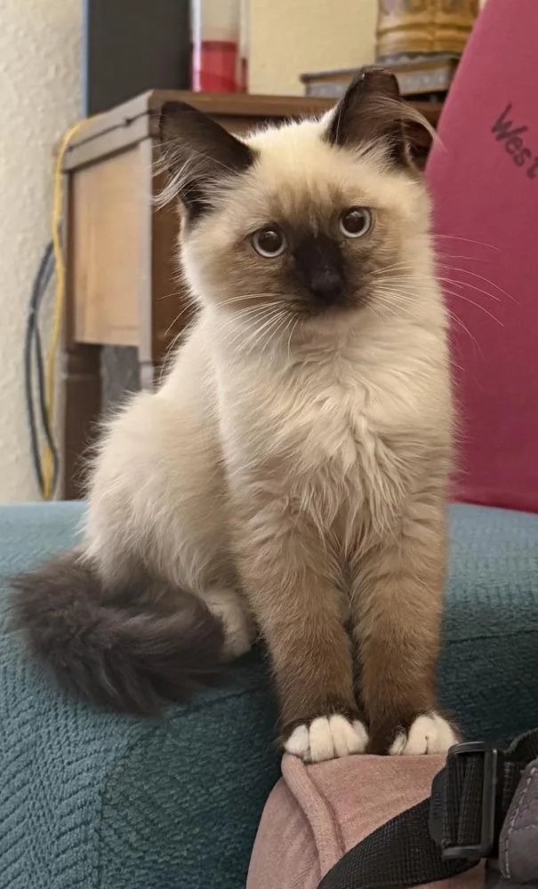 A baby small-sized male Domestic Short Hair cat named Onyx for adoption in Albuquerque, NM