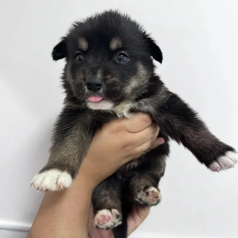 A baby medium-sized male Mixed Breed dog named Country Singers litter for adoption in Evanston, IL
