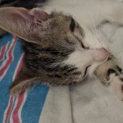 A baby small-sized female Domestic Short Hair cat named Dorothy for adoption in Voorhees, NJ