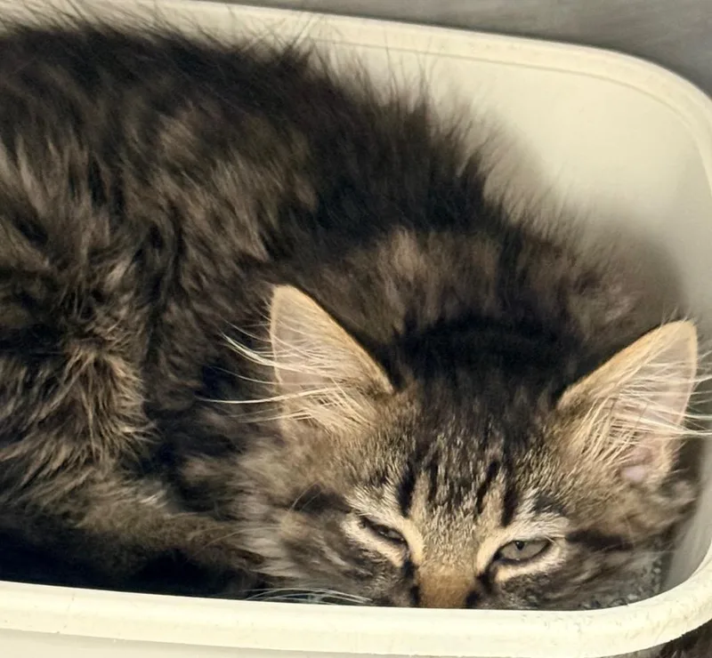 A baby medium-sized female Domestic Medium Hair cat named Eleanor for adoption in North Vernon, IN
