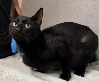 A young small-sized female Domestic Short Hair cat named Gina for adoption in Honolulu, HI