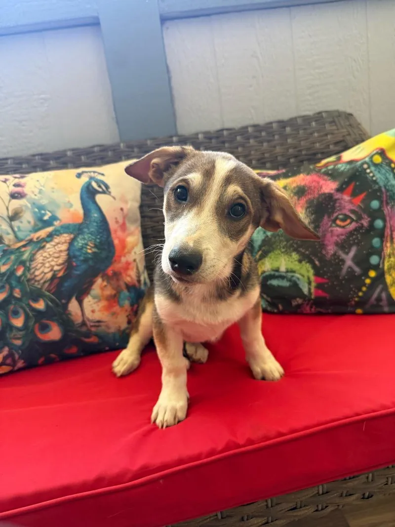 A young small-sized male Dachshund dog named Huck for adoption in Temecula, CA