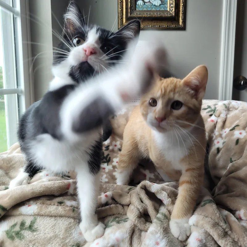 A baby medium-sized male Black & White / Tuxedo Domestic Short Hair cat named Mufasa & Malcom for adoption in Indianapolis, IN