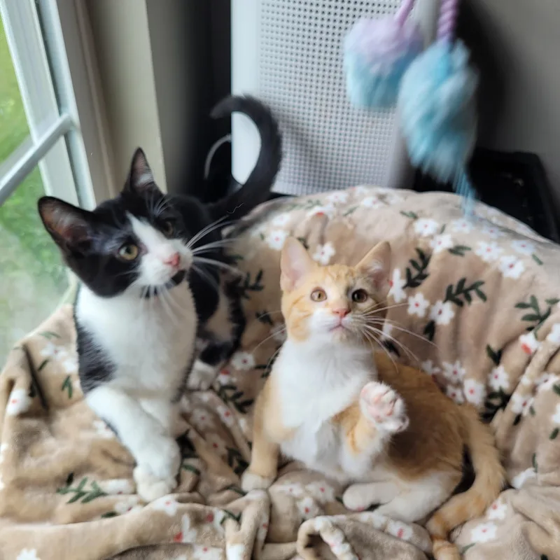 Mufasa & Malcom thumbnail 2