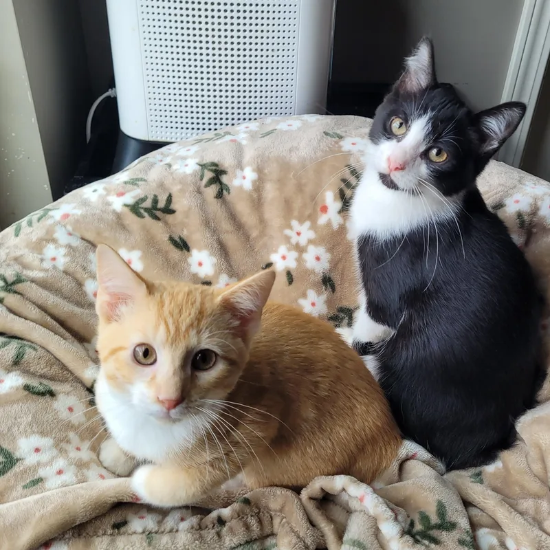 Mufasa & Malcom thumbnail 5