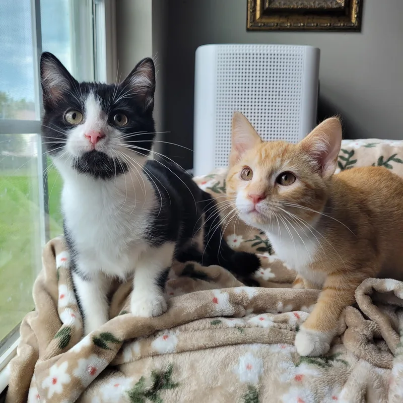 Mufasa & Malcom thumbnail 6
