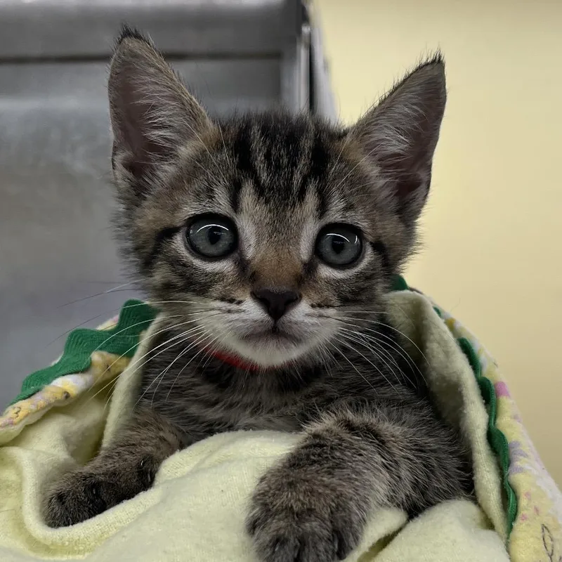 A baby small-sized male Brown / Chocolate Domestic Short Hair cat named Vermillion for adoption in West Palm Beach, FL