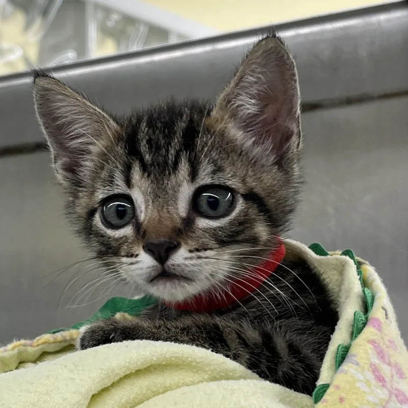 Vermillion thumbnail 2