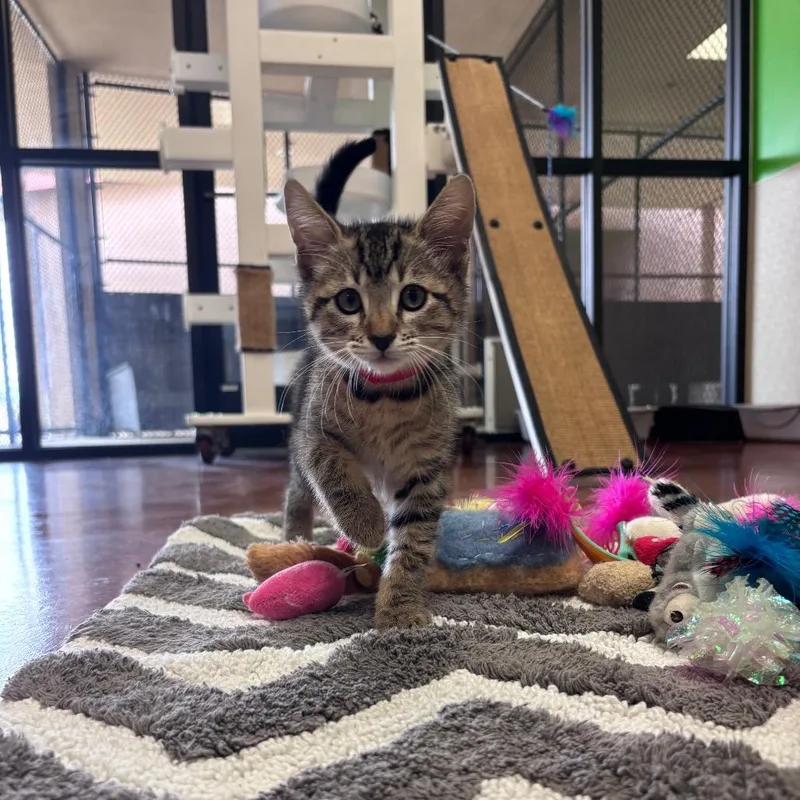 A baby small-sized male Buff / Tan / Fawn Domestic Short Hair cat named Churro for adoption in Santa Barbara, CA