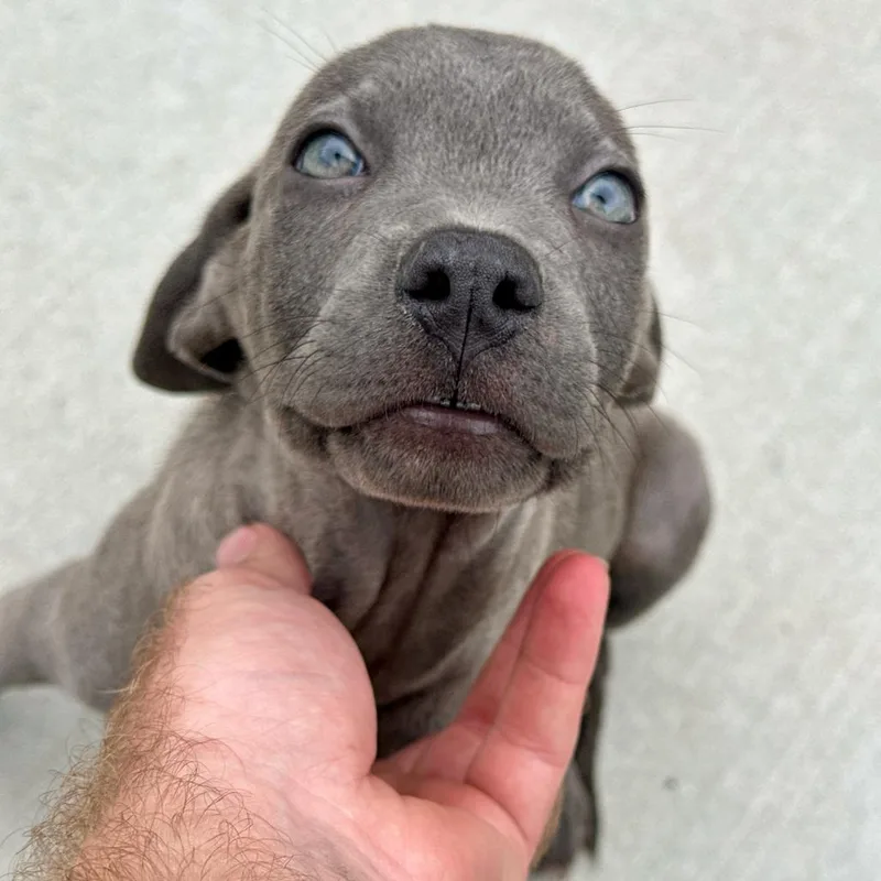 A baby small-sized male Gray / Blue / Silver Labrador Retriever dog named Hamilton for adoption in Matteson, IL